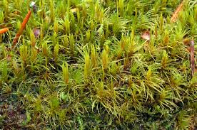 Attēlu rezultāti vaicājumam “Dicranum flagellare”