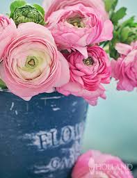 Attēlu rezultāti vaicājumam “Ranunculus elatior”