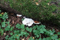 Attēlu rezultāti vaicājumam “Heterobasidion parviporum”