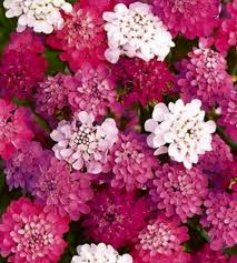 Image result for Schleifenblume