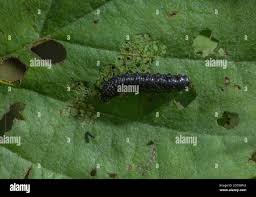 Attēlu rezultāti vaicājumam “Agelastica alni larva”