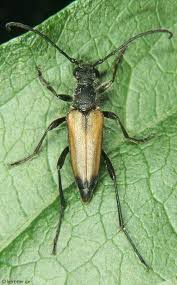 Attēlu rezultāti vaicājumam “Anastrangalia sanguinolenta”