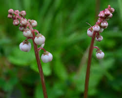 Attēlu rezultāti vaicājumam “Pyrola minor bud”