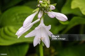 Attēlu rezultāti vaicājumam “Hosta sp. flower”