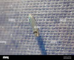 Attēlu rezultāti vaicājumam “Lyonetiidae”