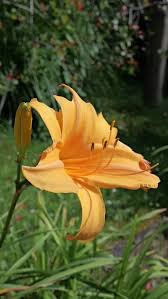 Attēlu rezultāti vaicājumam “Hemerocallis lilioasphodelus flower”