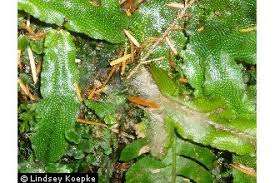 Attēlu rezultāti vaicājumam “Conocephalum”