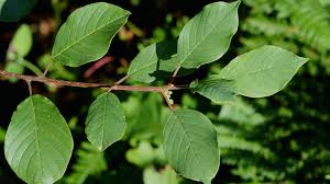 Attēlu rezultāti vaicājumam “Frangula alnus leaf”