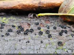 Attēlu rezultāti vaicājumam “Anthostoma decipiens”