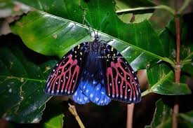 Attēlu rezultāti vaicājumam “Zygaenidae”