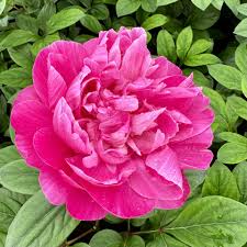 Attēlu rezultāti vaicājumam “Paeonia lactiflora flower”