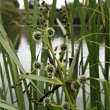 Attēlu rezultāti vaicājumam “Sparganium minimum fruit”