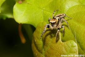 Attēlu rezultāti vaicājumam “Evarcha falcata female”