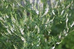 Attēlu rezultāti vaicājumam “Melilotus”