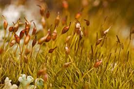 Attēlu rezultāti vaicājumam “Dicranella varia”