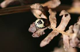 Attēlu rezultāti vaicājumam “Tritomegas bicolor nymph”