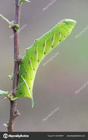 Attēlu rezultāti vaicājumam “Smerinthus ocellata”