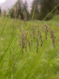 Attēlu rezultāti vaicājumam “Glyceria striata leaf”