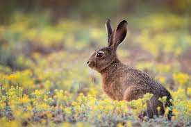 Attēlu rezultāti vaicājumam “Lepus europaeus”