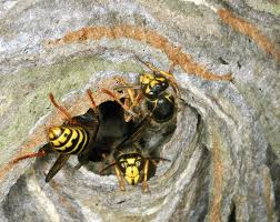 Attēlu rezultāti vaicājumam “Dolichovespula media”