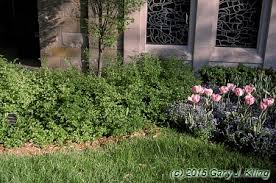 Attēlu rezultāti vaicājumam “Ribes alpinum”