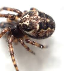 Attēlu rezultāti vaicājumam “Larinioides cornutus”