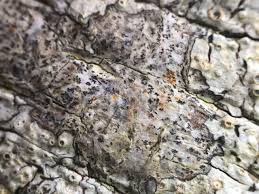 Attēlu rezultāti vaicājumam “Arthonia vinosa”