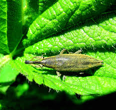 Attēlu rezultāti vaicājumam “Lixus iridis”