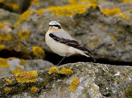 Attēlu rezultāti vaicājumam “Oenanthe oenanthe”