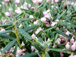 Attēlu rezultāti vaicājumam “Andromeda polifolia”