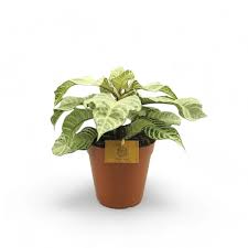 Attēlu rezultāti vaicājumam “Weissia squarrosa”