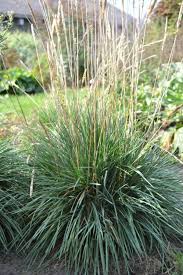 Attēlu rezultāti vaicājumam “Koeleria glauca”