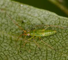 Attēlu rezultāti vaicājumam “Blepharidopterus angulatus imago”