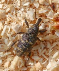 Attēlu rezultāti vaicājumam “Hylobius pinastri”