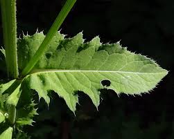Attēlu rezultāti vaicājumam “Cirsium oleraceum leaf”