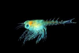 Image result for Homarus americanus