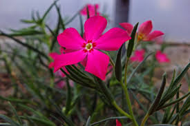 Attēlu rezultāti vaicājumam “Polemoniaceae”