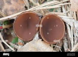 Attēlu rezultāti vaicājumam “Dumontinia tuberosa”