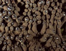 Attēlu rezultāti vaicājumam “Symphytocarpus trechisporus macro”