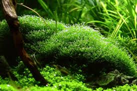 Attēlu rezultāti vaicājumam “Leptodictyum riparium”