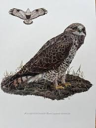 Attēlu rezultāti vaicājumam “Buteo lagopus”