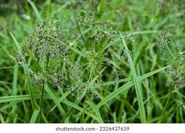 Attēlu rezultāti vaicājumam “Scirpus sylvaticus flower”