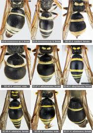 Attēlu rezultāti vaicājumam “Ancistrocerus sp.”