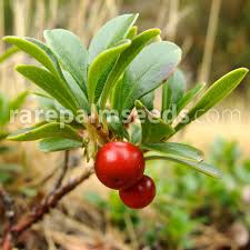 Attēlu rezultāti vaicājumam “Arctostaphylos uva-ursi leaf”