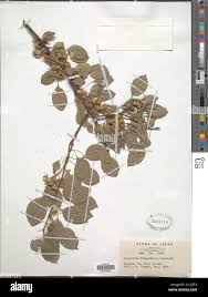 Attēlu rezultāti vaicājumam “Celastrus flagellaris”