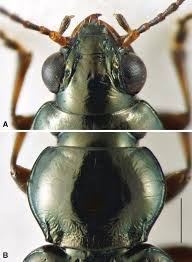 Attēlu rezultāti vaicājumam “Bembidion sp.”