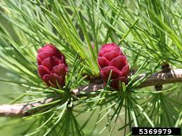 Attēlu rezultāti vaicājumam “Larix”