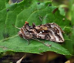 Attēlu rezultāti vaicājumam “Autographa pulchrina”