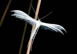 Attēlu rezultāti vaicājumam “Pterophorus pentadactyla”