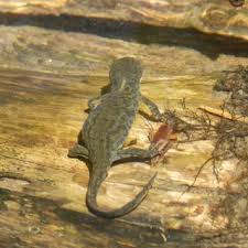 Attēlu rezultāti vaicājumam “Hyla arborea adult”